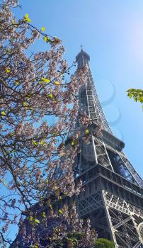 Eiffel Tower on blue sky background with beautiful blooming trees. Spring in Paris, France.