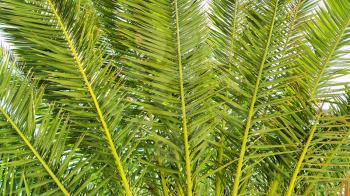 Palm branches close-up nature background