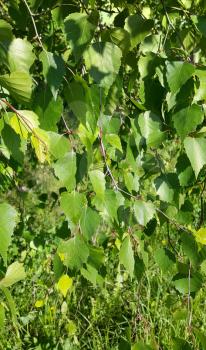 Beautiful branch of a spring birch tree with fresh foliage