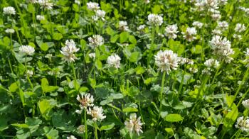 Close up of white clover in a summer meadow
