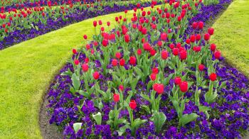 Green lawn with beautiful tulips and violets flowers natural background