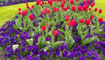 Green lawn with beautiful tulips and violets flowers natural background