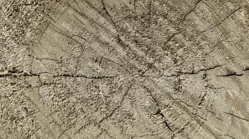 Natural wooden texture with rings and cracks pattern, closeup