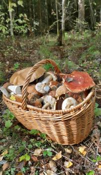 Basket with edible mushrooms in forest