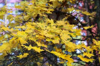 Beautiful bright yellow branches of autumn maple tree