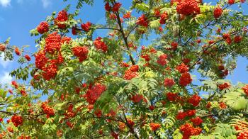 Branches of mountain ash with bright orange berries against blue sky background