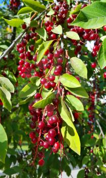 Branches of bird cherry with bright berries 