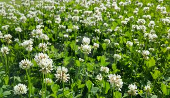 Close up of beautiful white clover on a summer meadow