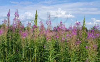 Beautiful willow-herb flowers and blue sky with clouds