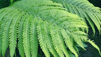 Closeup of natural green fresh fern branch