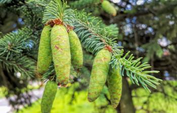 Branch of coniferous tree with young green cones, closeup