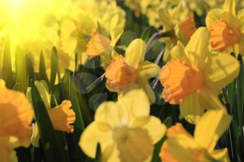 Close-up of beautiful bright yellow flowers of spring Narcissus in sunlight