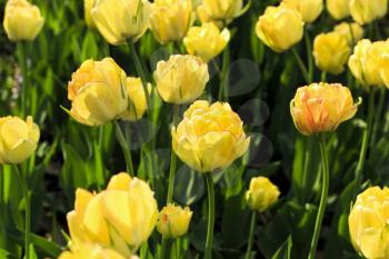 Beautiful bright yellow spring tulips in sunlight, close-up natural background
