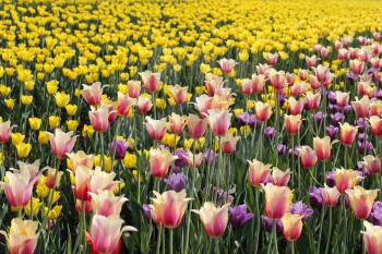 Beautiful natural spring background with a lot of colorful bright tulips