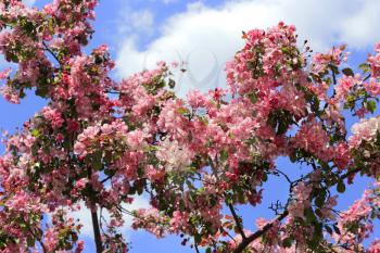 Branches of spring apple tree with beautiful bright pink flowers on blue sky background with white clouds