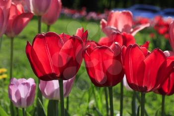 Beautiful bright red and pink spring tulips glowing in sunlight, close-up 