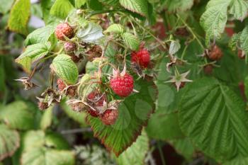 Branch of raspberries with bright berries in a summer garden     