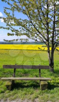 Wooden empty bench under a tree on the edge of the bright yellow rapeseed field