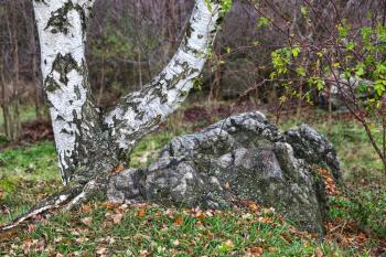 Trunk of a birch on a rock in an autumn park, Divoka Sarka, natural park in the north-west of Prague