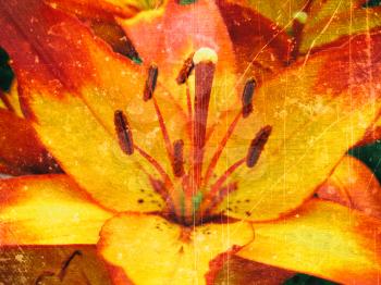 Close-up of beautiful lily flower with abstract scratches old film texture