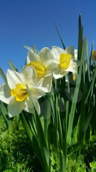 Close-up of beautiful fresh Daffodil flowers (Narcissus) against blue sky