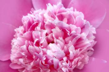 Natural background with pink peony flower close-up