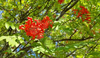Branches of mountain ash with bright red berries 