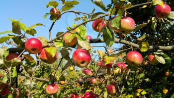 Branches of an apple-tree with ripe red apples against the blue sky