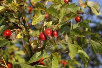 Branches with dog-rose berries in autumn. Dog rose fruits (Rosa canina). Wild rosehips in nature.