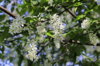 Beautiful spring branches of flowering bird cherry