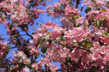Branches of spring apple tree with beautiful pink flowers on blue sky background