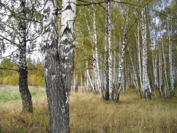 Autumn landscape with beautiful birch trees