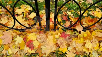 Bright autumn fallen maple leaves on green grass with cast iron fence