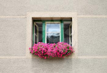 Open window decorated with bright pink petunia flowers, close-up