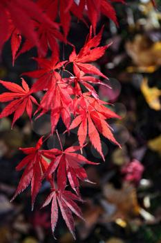 Close-up of bright red branch of Japanese maple or Acer palmatum on the autumn garden