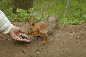 Closeup of female hand with sunflower seeds feeding a squirrel