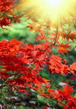 Bright red branches of Japanese maple or Acer palmatum and sunlight on the autumn garden