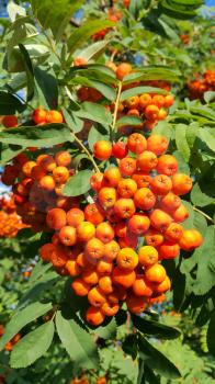Branches of mountain ash or rowan with bright orange berries 