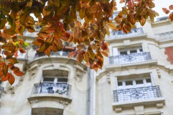 Close-up of beautiful branches of spring tree against facade of a typical old stone building with balconies in Paris, France