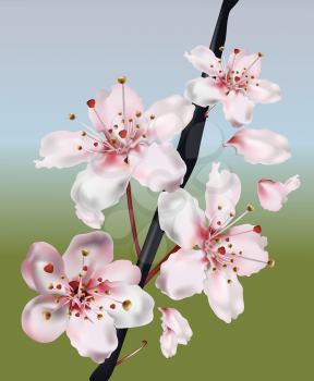 Royalty Free Clipart Image of Cherry Blossoms