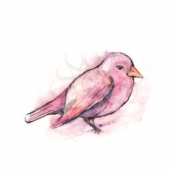 Illustration of hand drawn pink bird, watercolor style