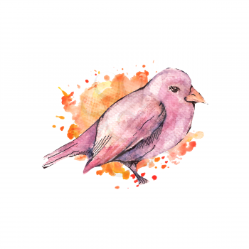 Illustration of hand drawn bird, watercolor style
