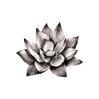 Illustration of hand drawn lotus flower isolated on white background
