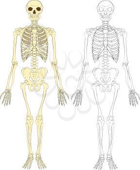 Royalty Free Clipart Image of a Human Skeleton