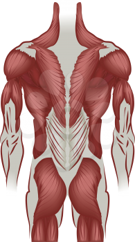Royalty Free Clipart Image of the Muscles of the Human Back