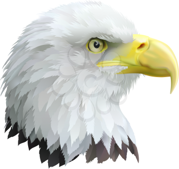 Royalty Free Clipart Image of an Eagle's Head