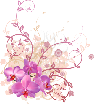 Royalty Free Clipart Image of Pink Orchid Flowers