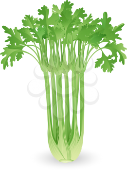Royalty Free Clipart Image of a Bunch of Fresh Celery