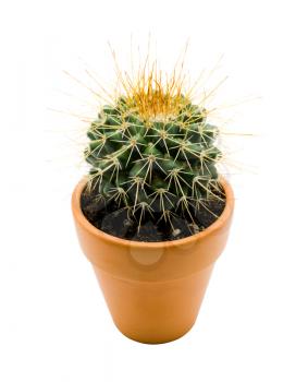 Royalty Free Photo of a Cactus Plant