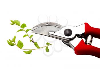 Royalty Free Photo of a Pruning Shears Pruning a Plant